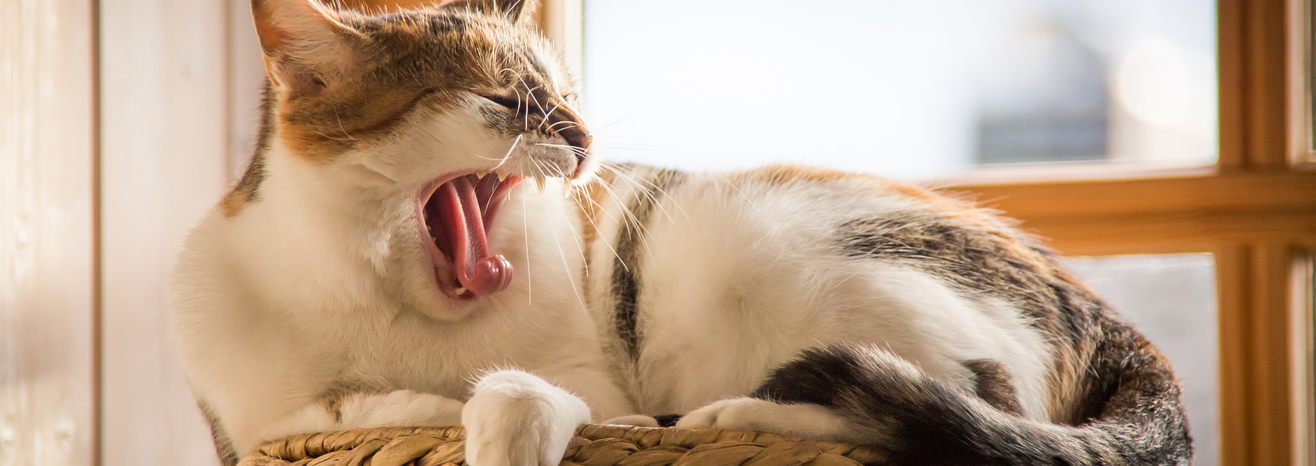 Verschiedene Kratzmöbel für Katzen und Kater