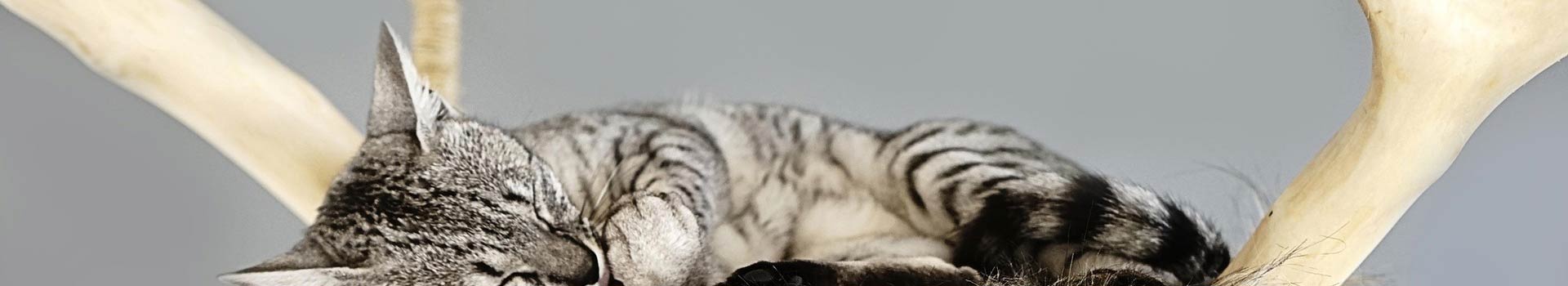 Designer Kratzbaum für Katzen