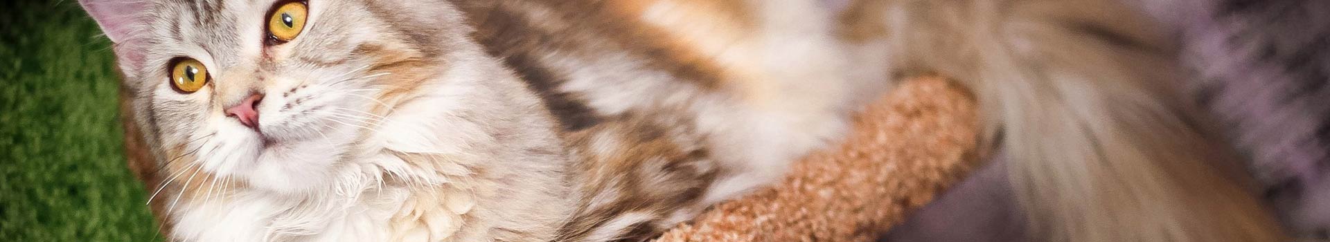 Kratzbaum XXL für grosse Katzen wie Maine Coon